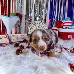 Margarita - Red merle male Australian Shepherd puppy in Fredericksburg, Virginia from Cooper Ridge Aussies