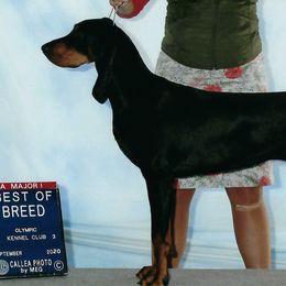 Black and Tan Coonhounds from Windbourne Farm Black & Tan Coonhounds