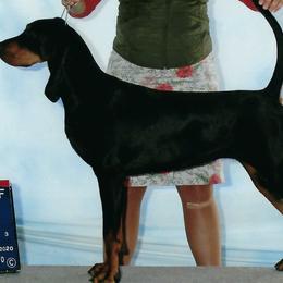 Black and Tan Coonhounds from Windbourne Farm Black & Tan Coonhounds
