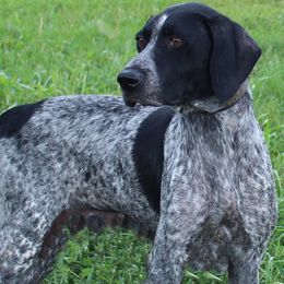 Pepper - German Shorthaired Pointer
