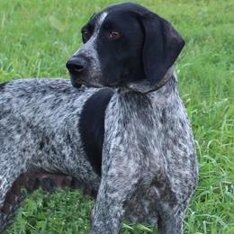 Pepper - German Shorthaired Pointer