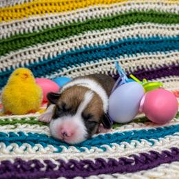 REBA - Sable female Pembroke Welsh Corgi puppy in Ritzville, Washington from Sapphire Iris Corgis