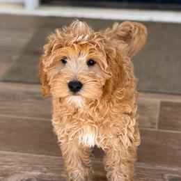 Patriot - Red  male Goldendoodle puppy in Modesto, California from Central Valley Canine Companions