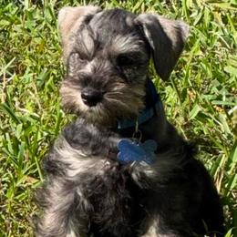 Scotty - Black and silver male Miniature Schnauzer puppy in Lehigh Acres, Florida from Regency Schnauzer