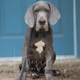 Denim - Blue male Great Dane puppy in Denison, Texas from Hundeity Great Danes