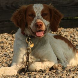 Brittanys from Battery Creek Kennel