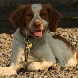 Brittanys from Battery Creek Kennel
