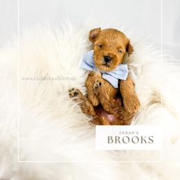 B R O O K S - Red  male Goldendoodle puppy in Cedar City, Utah from Cedar Doodles- Home of the Teddybear Goldendoodle