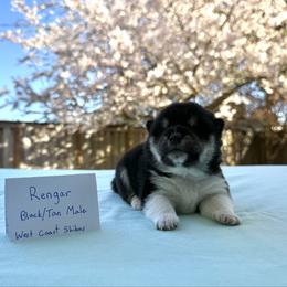 Rengar - Black and tan male Shiba Inu puppy in Portland, Oregon from West Coast Shibas