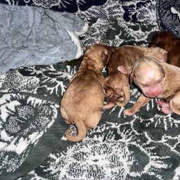 Girl 5 - Red  female Goldendoodle puppy in Lancaster, California from Kid's Best Doodle