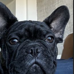 French Bulldog All Grown Up from Iron Oak Frenchies