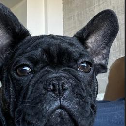 French Bulldog All Grown Up from Iron Oak Frenchies