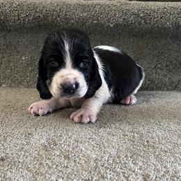 Scar - Black white and brown male Basset Hound puppy in Leroy, Michigan from Iron Sentry Farms