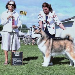 Cheers - Alaskan Malamute