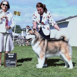 Cheers - Alaskan Malamute
