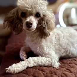 Tinkerbelle - Poodle