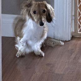 Goofball - Dachshund