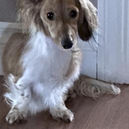 Goofball - Dachshund