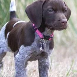 German Shorthaired Pointers from Michele's German Shorthaired Pointers
