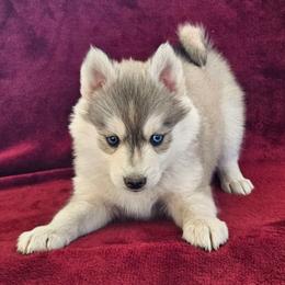 Luna - Gray and white female Pomsky puppy in Spokane, Washington from Spokane Pomskies