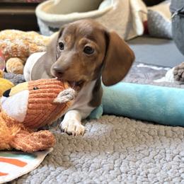 IceLynn-AKC - Piebald female Dachshund puppy in Caulfield, Missouri from Hocomo Hollow Doxies