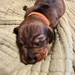 Dotson Male 1 - Wild boar male Dachshund puppy in Rusk, Texas from McCann Creek