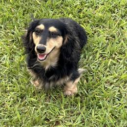 Darby - Dachshund