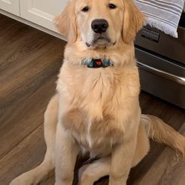 Golden Retriever Puppies from OPK Goldens