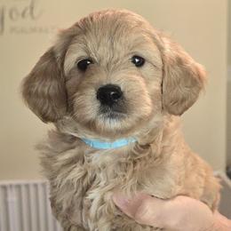 Breeze - Apricot female Goldendoodle puppy in Crawfordsville, Indiana from Winding Creek Ranch Doodles