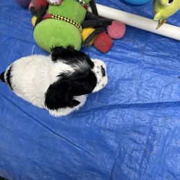 Cocker Spaniel Puppies from Dalin Cockers