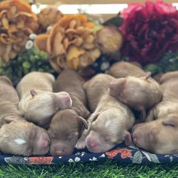Australian Labradoodle puppies from Birchwood Labradoodles