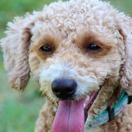 Penny - Goldendoodle