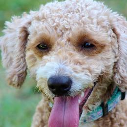 Penny - Goldendoodle