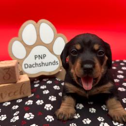 Kimi - Black and tan female Dachshund puppy in Ben Wheeler, Texas from P&P Dachshunds