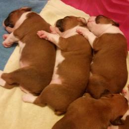 Boxer Puppies from A-L Desert Boxers