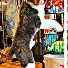 Australian Labradoodles from Hales Australian Labradoodles