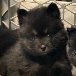 Crunch - Black and white male Pomsky puppy in Avoca, Michigan from Repurposed Paradise Farm