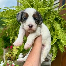 Peony - Blue merle female Bernedoodle puppy in Midland, Michigan from Northern Charm Farm