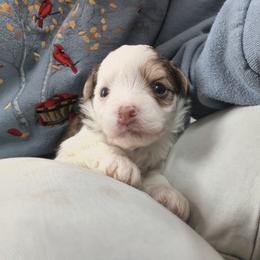 Mary - White and chocolate female Chinese Crested puppy in Frederick, Maryland from Lovable Cresteds