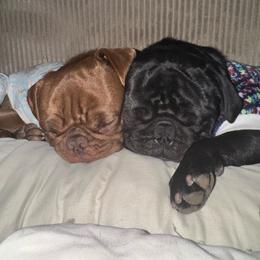 Teddy or Little Man - Pug