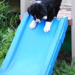 Australian Shepherd Puppies from Platinum Edition