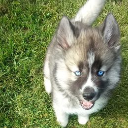 Siberian Huskies from Stec's Siberian Husky Kennel