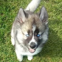 Siberian Huskies from Stec's Siberian Husky Kennel