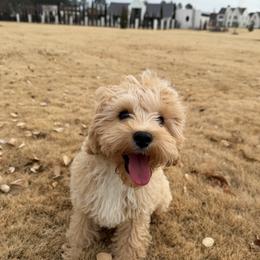 Cavalier King Charles Spaniel and Cavapoo All Grown Up from Alex Camp