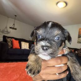 Shorkie Puppies from Sharlena Henderson
