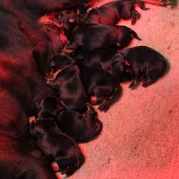 Girl 5 - Black and tan female Rottweiler puppy in Stanton, Kentucky from Vom Hause Alistair