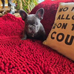 Girl 2 - Blue female French Bulldog puppy in Crane, Missouri from James River French Bulldogs