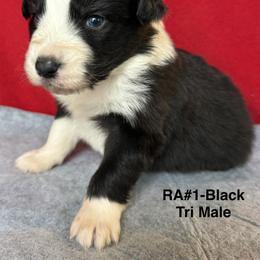 RA1 - Black tri-color male Australian Shepherd puppy in Ada, Ohio from Windy Hill Aussies