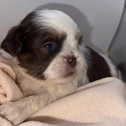 Chocolate Dobie Parti Boy - Liver and white male Shih Tzu puppy in Albany, New York from Precious Shihpoo’s and Luxurious Shih Tzu’s