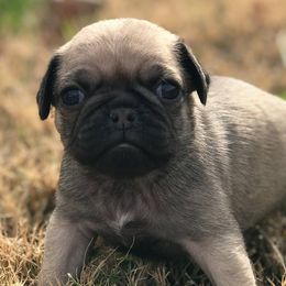 Pugs from Love Pugs